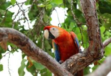 Olas de calor extremo afectan a la fauna silvestre
