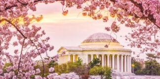 Pico de floración de cerezos en Washington llegará entre el 29 de marzo y el 1 de abril