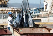 Plan para surtir combustible a la pesca industrial solo alcanza para el 37% de las embarcaciones