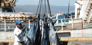 Plan para surtir combustible a la pesca industrial solo alcanza para el 37% de las embarcaciones