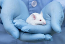 Prueban con éxito en ratones una inmunoterapia celular para tratar el alzhéimer