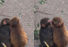 Punch vuelve a hacerse viral: “Ya tiene novia”