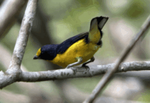 Registran nueva especie de ave en Colombia: la Euphonia violácea en el Orinoco