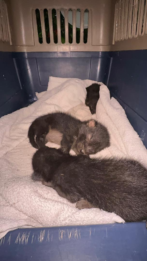 Rescatados tres cachorros de zorro perro en el Henri Pittier