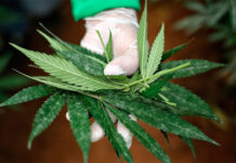 Sin pruebas de que el cannabis medicinal sea eficaz para la depresión o la ansiedad