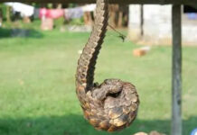 Sube la cifra de especies amenazadas comercializadas en Guinea Ecuatorial