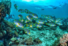 Tres exploradoras abogan por incrementar y cuidar el patrimonio biodiverso del océano