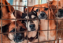 Un escándalo por 15.000 perros sacrificados desvela la crueldad en las perreras en Rumanía