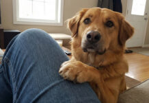 Un estudio advirtió que los perros mestizos tienen más problemas de conducta que los de raza pura