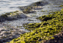 Un estudio revela que Australia tiene alga tóxica en sus playas desde hace una década