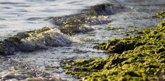 Un estudio revela que Australia tiene alga tóxica en sus playas desde hace una década