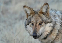 Un lobo ataca a una mujer en una zona comercial en Hamburgo