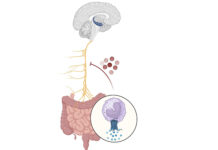Una mala conexión entre el aparato digestivo y el cerebro daña la memoria