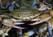 Venezuela espera certificación de la NOA para reanudar exportación de cangrejo azul a EEUU