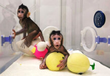 ¿La clonación serial de mamíferos es saludable?