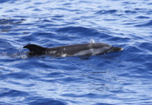 Algunos delfines pueden presentar rasgos distintivos de Alzhéimer