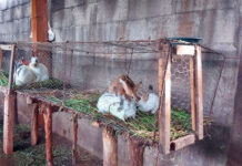 Aragua produce 100 toneladas anuales de carne de conejo