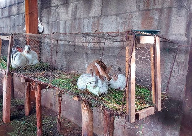 Aragua produce 100 toneladas anuales de carne de conejo