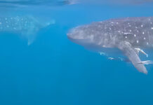 Avistaron a dos tiburones ballena en las costas de Chichiriviche de la Costa
