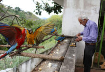Biólogo llama a no alimentar a Guacamayas de Caracas con comidas procesadas
