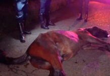 Caballo muere tras ser arrollado por autobús en Barinas