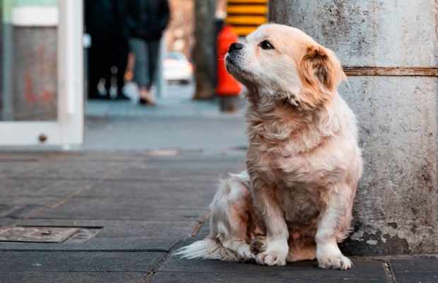 Capturan a tres jóvenes que se grabaron asesinando un perro