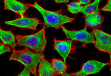 Científicos crean sonda fluorescente para estudiar partes de las células menos conocidas