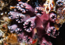 Corales de aguas profunda en Galápagos desaparecieron más de mil años antes de recuperarse