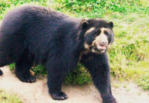 Corredor ecológico garantiza supervivencia del oso frontino