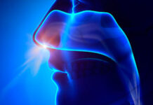 Crean el primer mapa de los receptores olfativos de la nariz, clave para futuras terapias