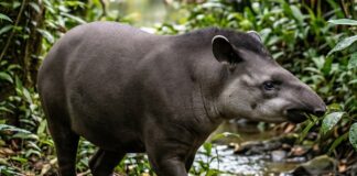 Gobierno nacional fortalece protección de la danta y especies endémicas