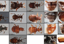 Describen un nuevo tipo de escarabajo en el Chocó ecuatoriano
