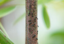 Descubre 10 curiosidades sobre las hormigas que seguro no conocías