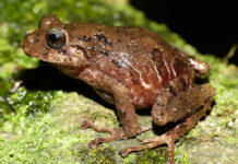 Descubren dos nuevas especies de ranas del género pristimantis en los Andes de Ecuador