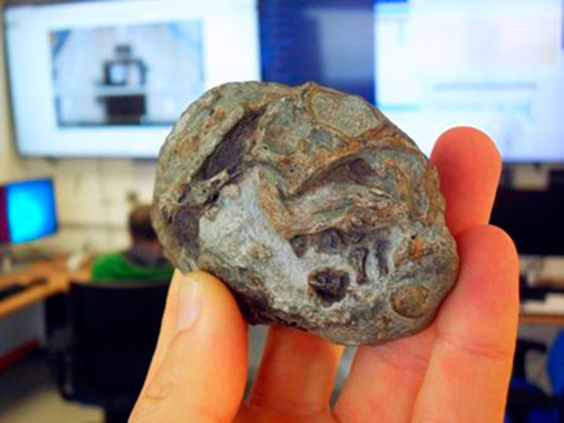 Descubren-el-primer-huevo-de-un-antepasado