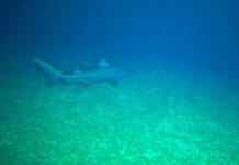 Descubren más de 110 especies marinas en aguas inexploradas del noreste de Australia