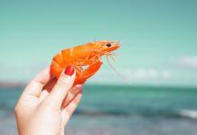 Descubren que virus de animales acuáticos es transmisible a humanos