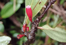 Descubren un arbusto epífito, catalogado como “joya botánica” en la Amazonía de Ecuador