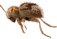 Descubren una nueva especie de ‘escarabajo araña’ en reserva de la costa sur de Perú