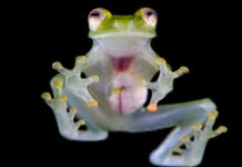 Descubren una nueva ‘rana de cristal’ en el santuario natural de El Quimi, en Ecuador