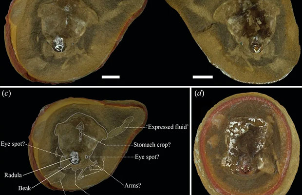 Desenmascaran-el-fósil-del-pulpo-más-antiguo