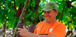 Ecuador impulsa «laboratorios vivientes» de cacao regenerativo junto a la FAO