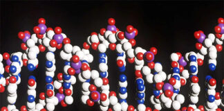 El ADN antiguo indica que la selección natural se aceleró en la evolución humana reciente