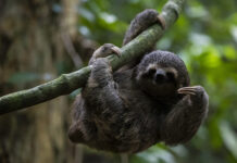 El centro turístico “Sloth World” reporta la muerte de más de 30 perezosos importados en Orlando