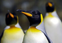 El pingüino emperador y el lobo fino antártico en peligro por el cambio climático