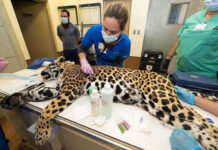 En Mérida: Intervienen con éxito a jaguar de 55 kilos en operativo médico