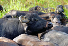 Entre el 15% y el 20% de la carne que se consigue en los automercados del país es de búfalo