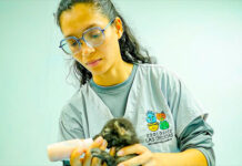 Evolucionan satisfactoriamente cachorros de zorro rescatados tras incendios en el Henri Pittier