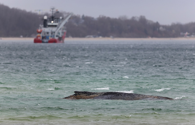 Expertos desaconsejan rescatar con un catamarán a la ballena varada en costa alemana