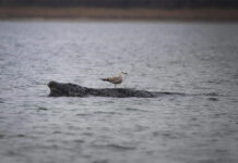Expertos ya no ven posibilidades de salvar a la ballena varada frente a la costa alemana